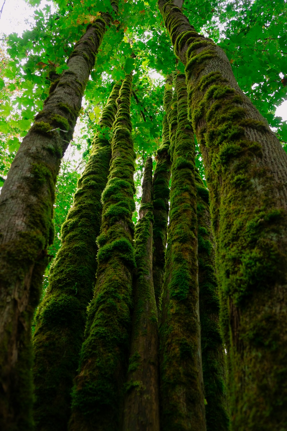 eine Gruppe moosbewachsener Bäume in einem Wald