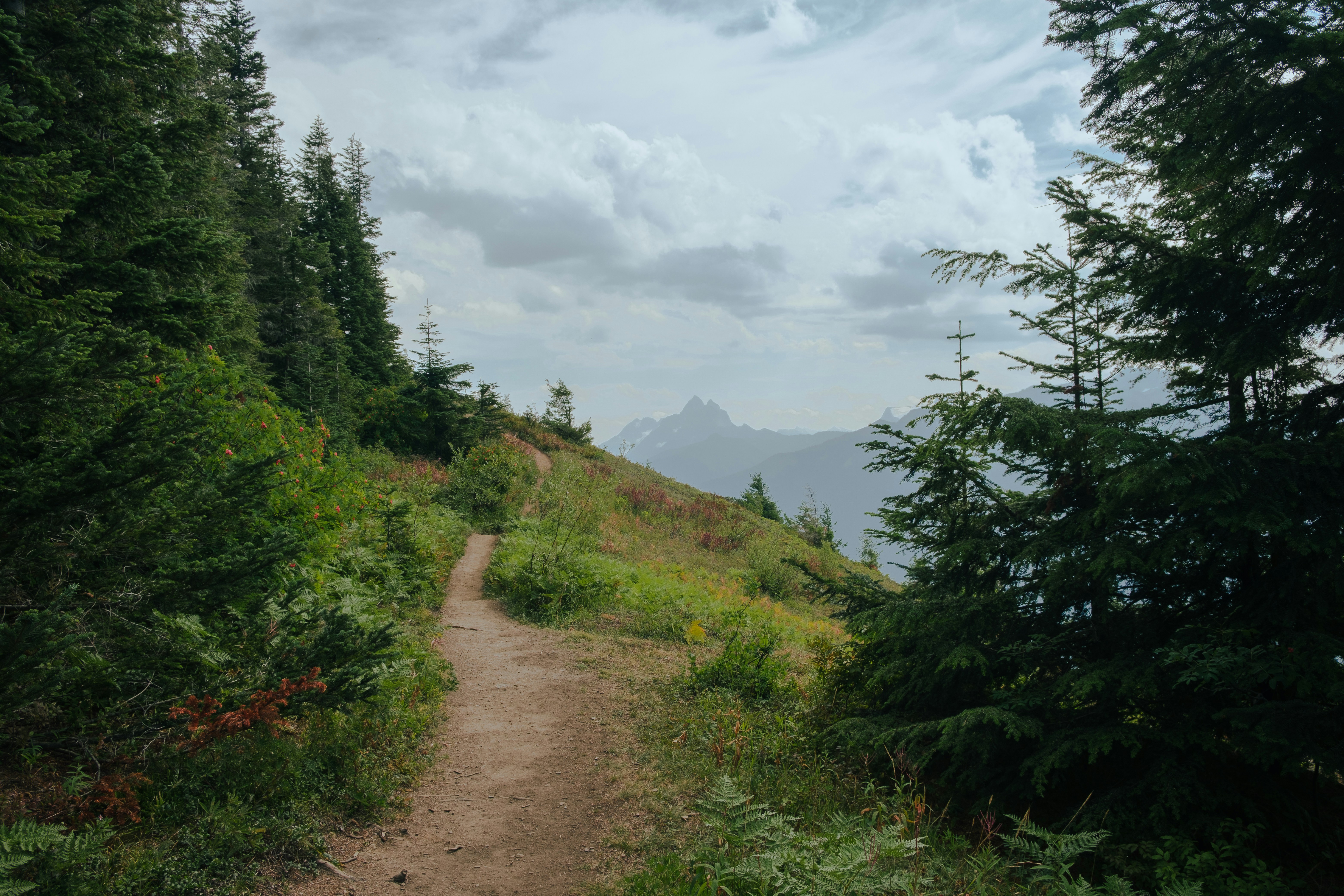a dirt path in the middle of a forest
