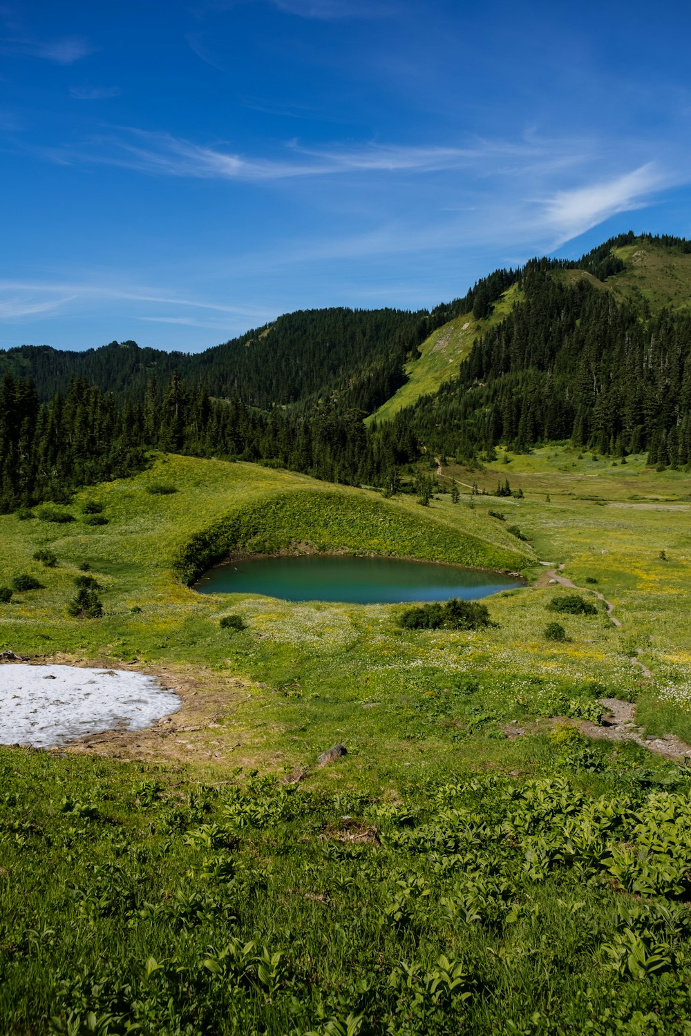 a small pond in the middle of a grassy field