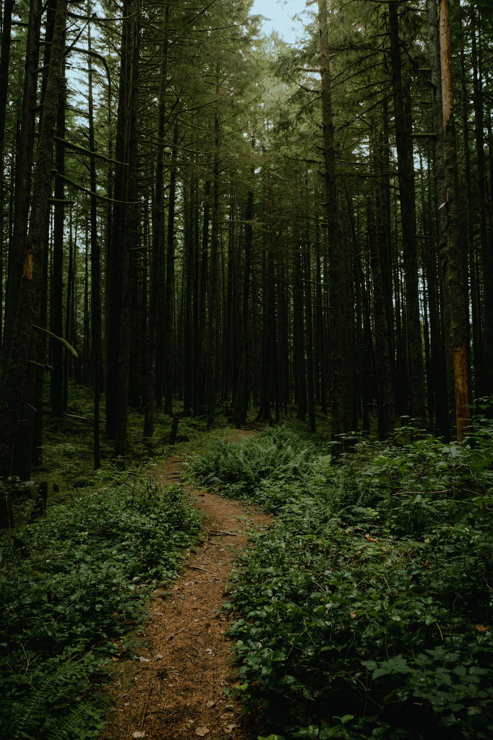 a path in the middle of a forest