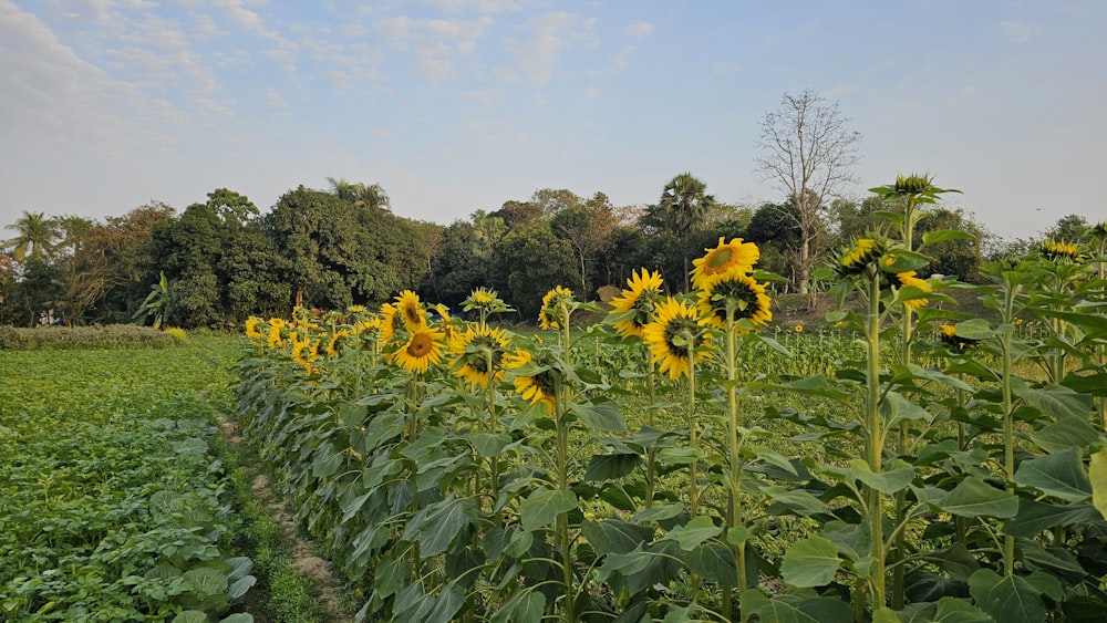 a field of sunflowers with trees in the background