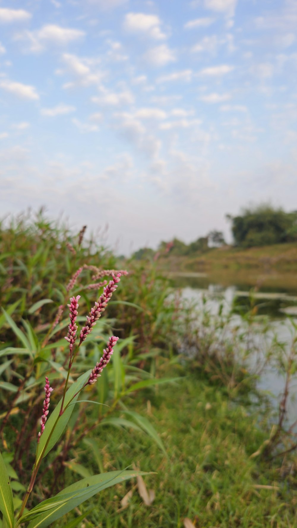 a purple flower is in the foreground and a body of water in the background