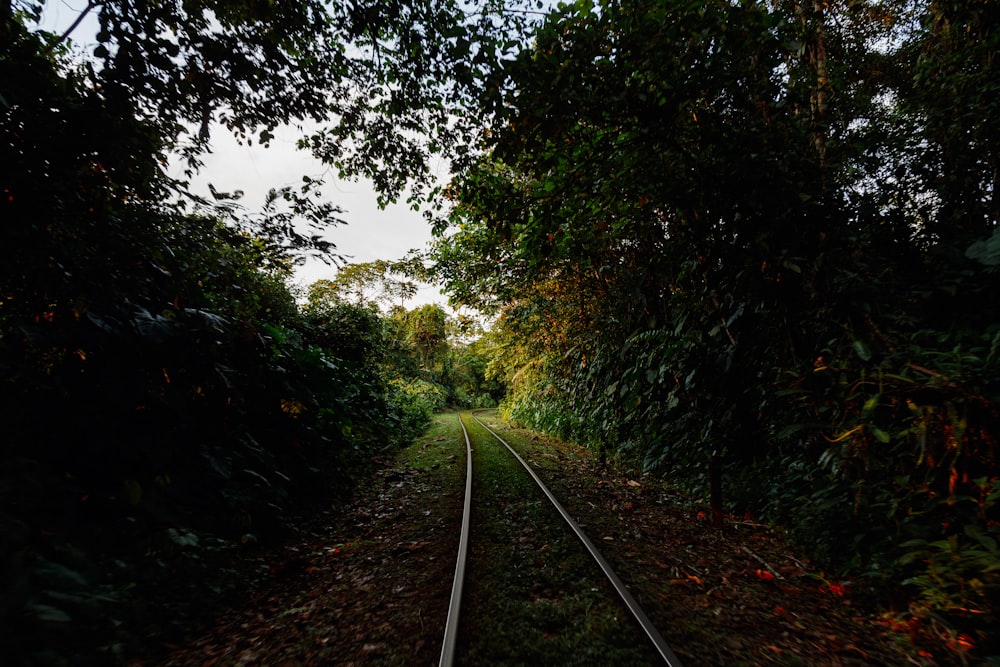 a train track surrounded by trees and foliage