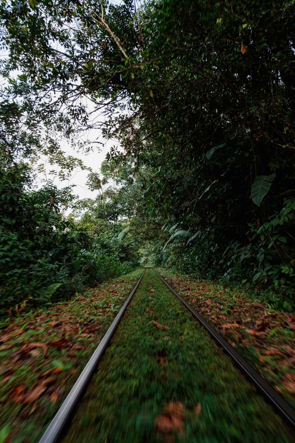 a train track running through a lush green forest