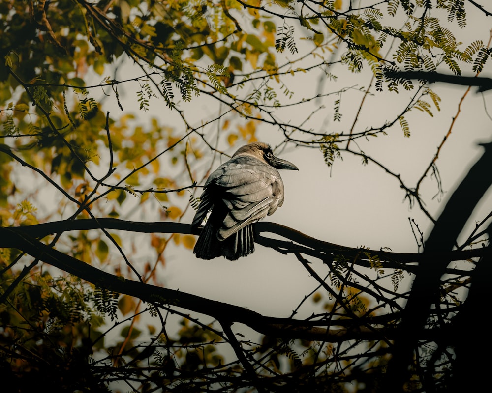 un oiseau assis sur une branche d’arbre