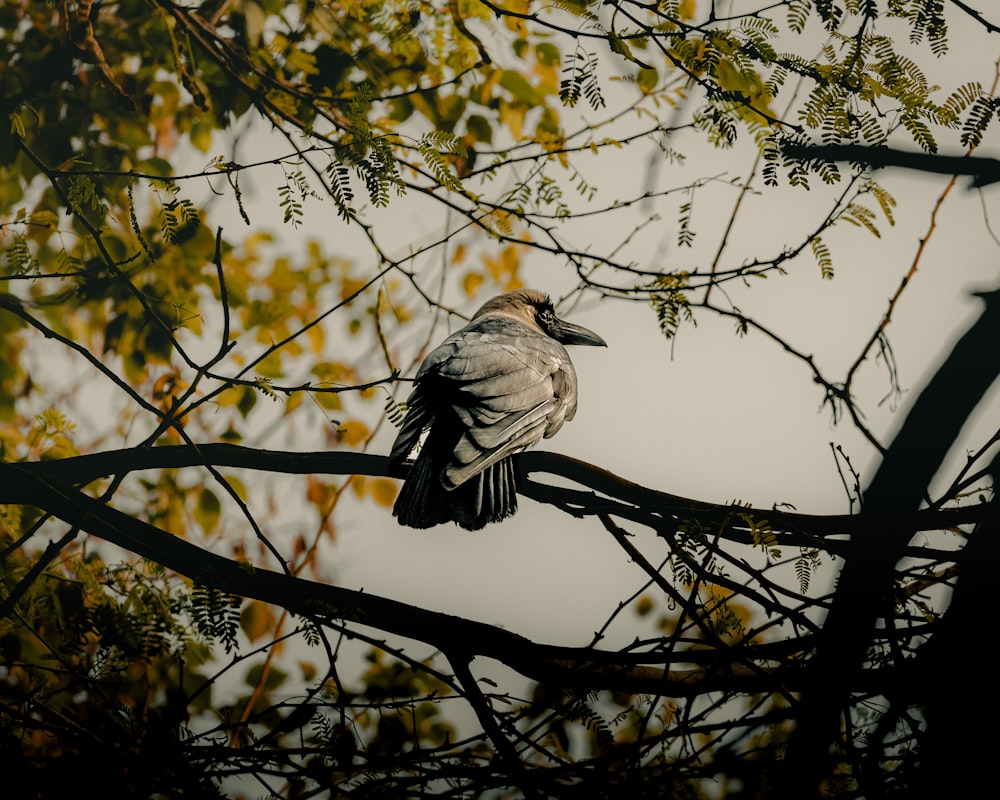 un pájaro sentado en la rama de un árbol