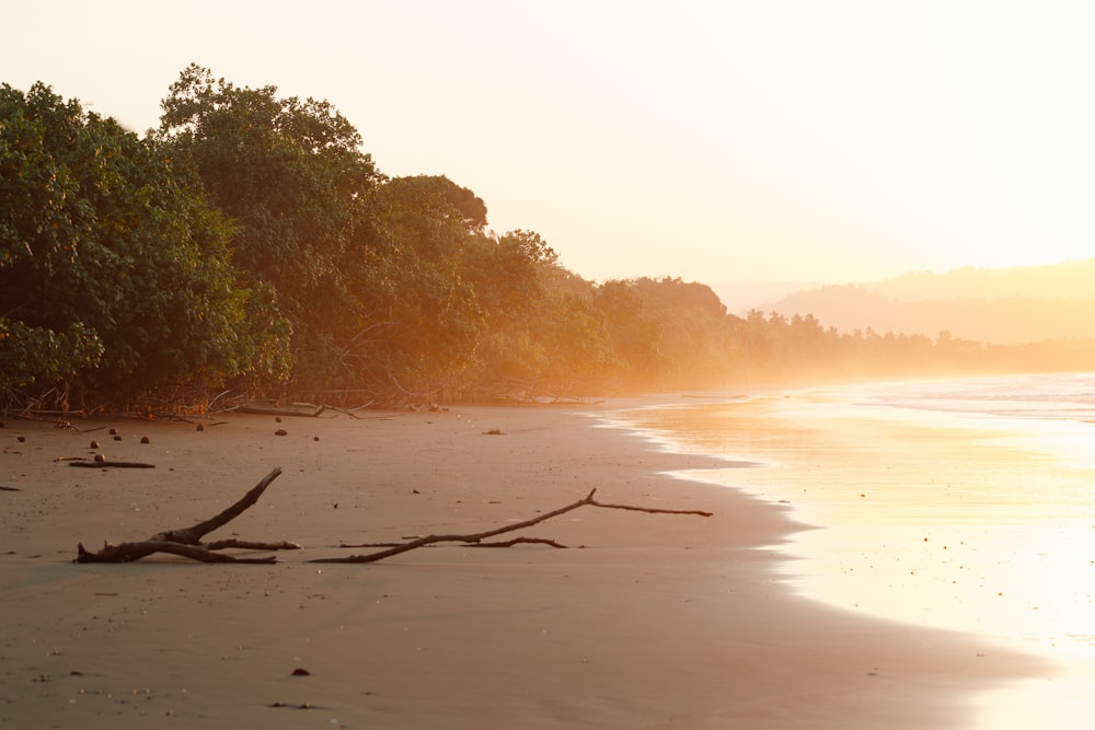 a sandy beach with trees and water in the background