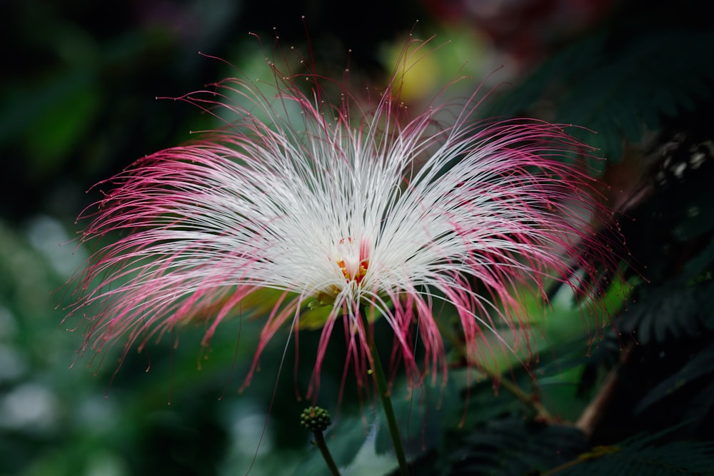 una flor blanca y rosa con hojas verdes en el fondo