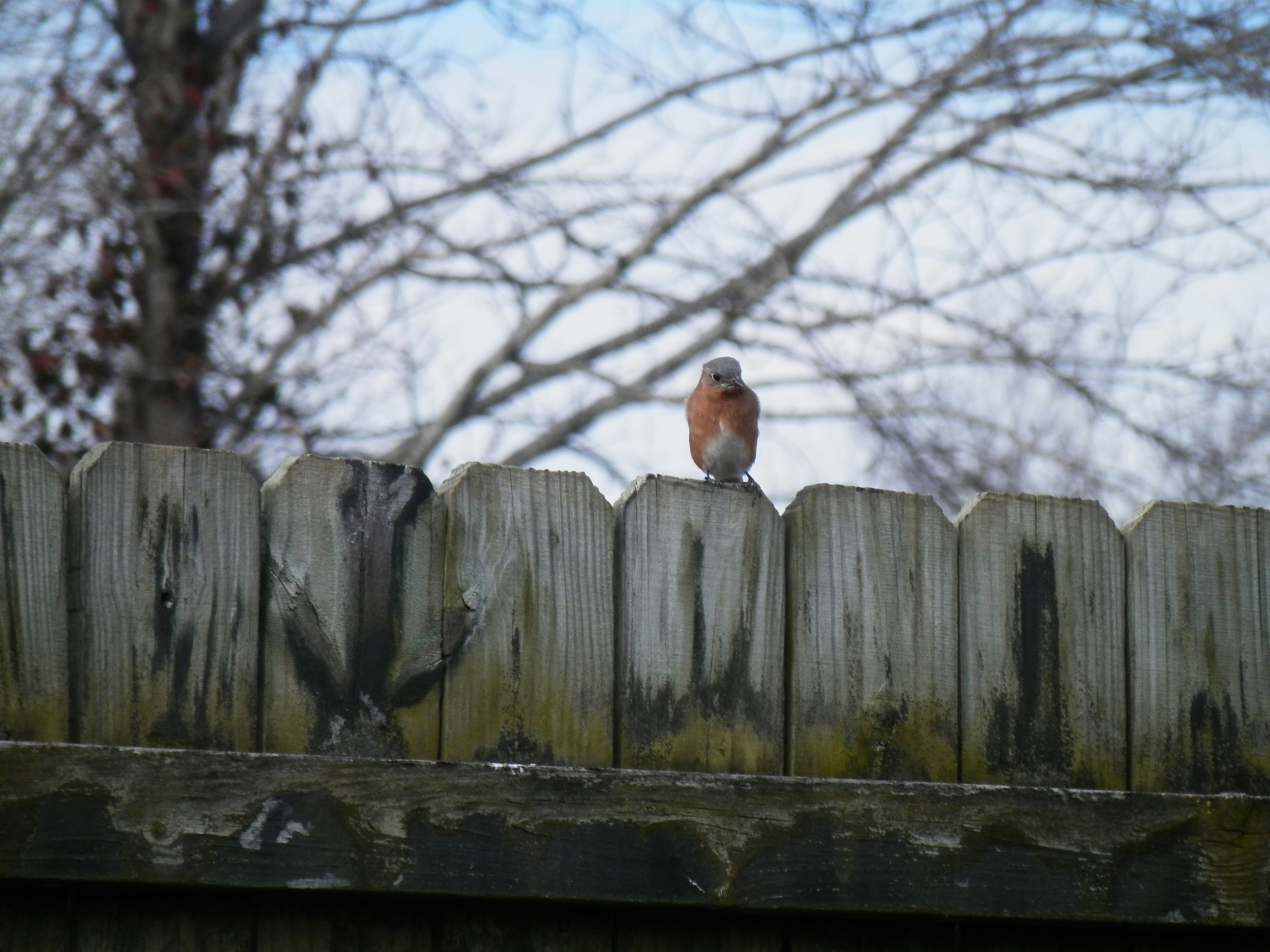 Hello Robin