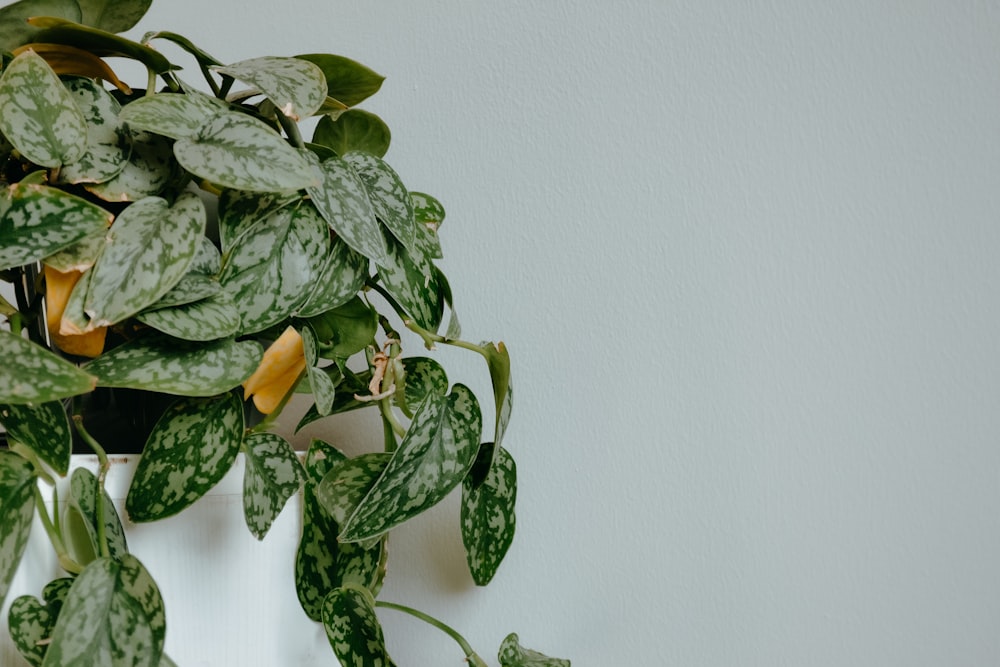 a potted plant with green leaves on a white wall