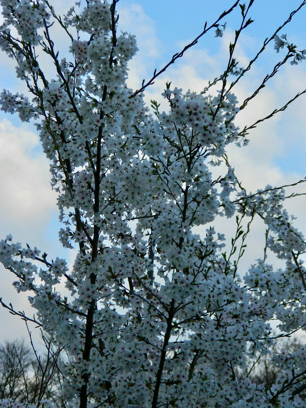 a tree with white flowers in front of a cloudy sky