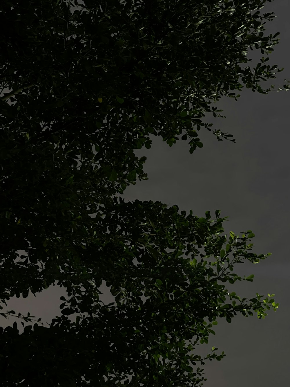 an airplane is flying over a tree at night