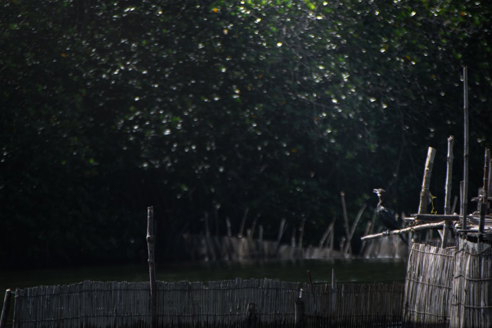 a bird is perched on a wooden post in the water