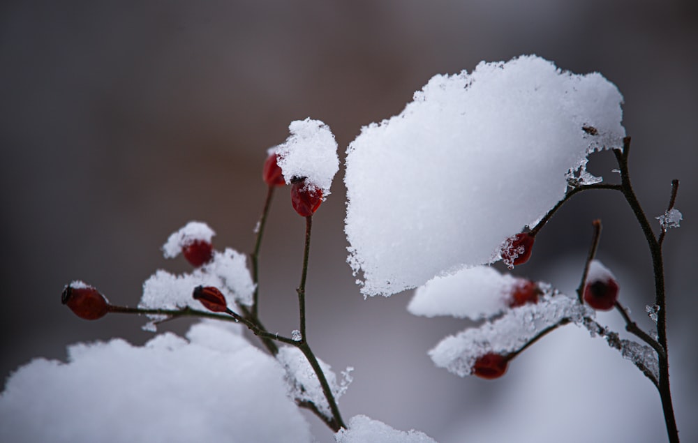 a close up of a plant with snow on it