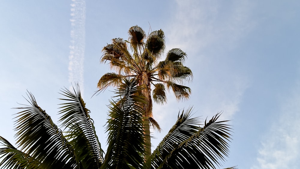 a palm tree with a jet trail in the background