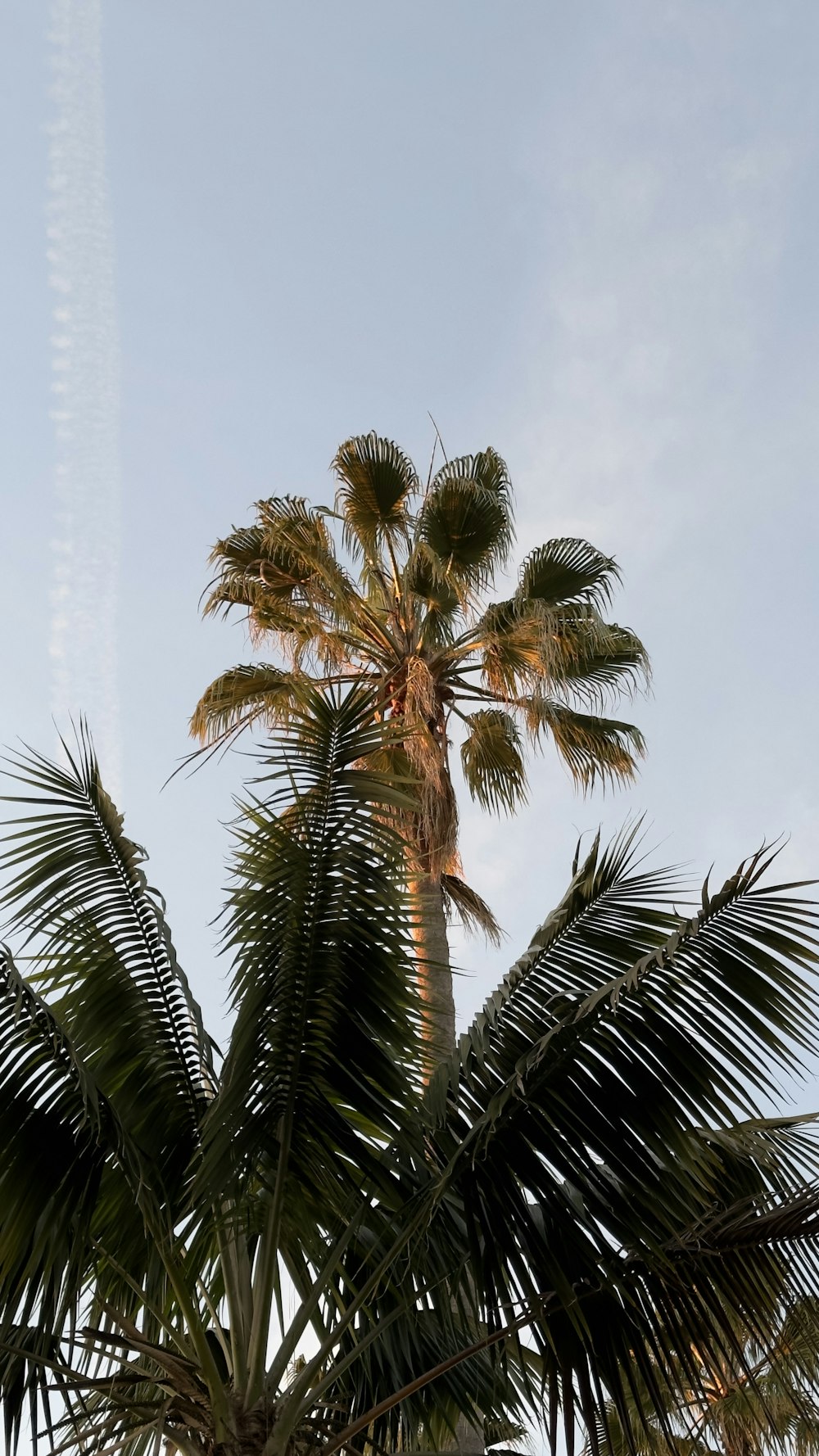 a tall palm tree with a blue sky in the background