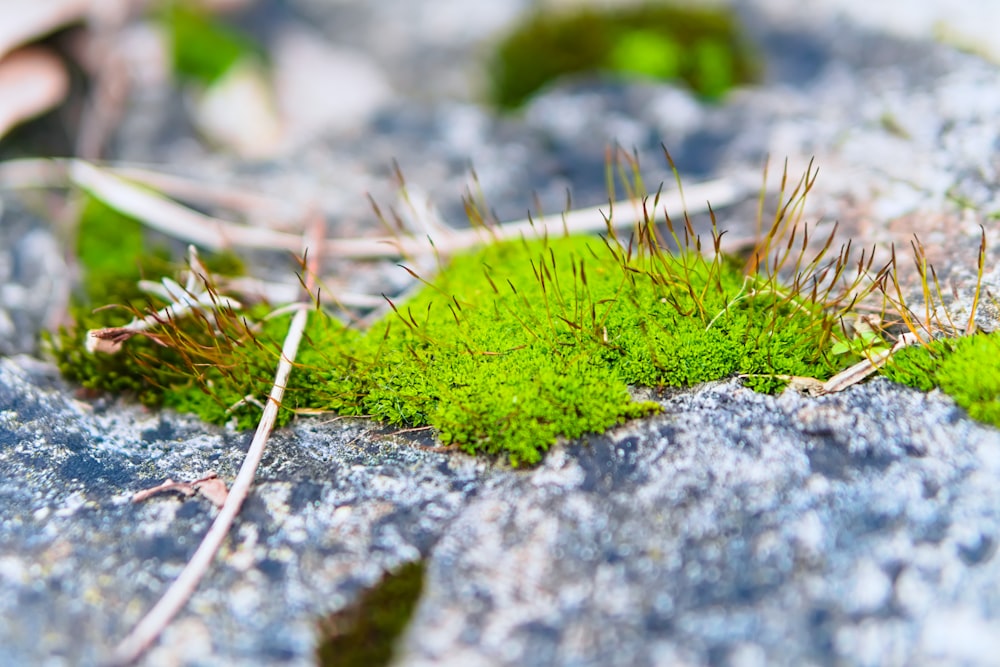 a close up of a moss growing on a rock