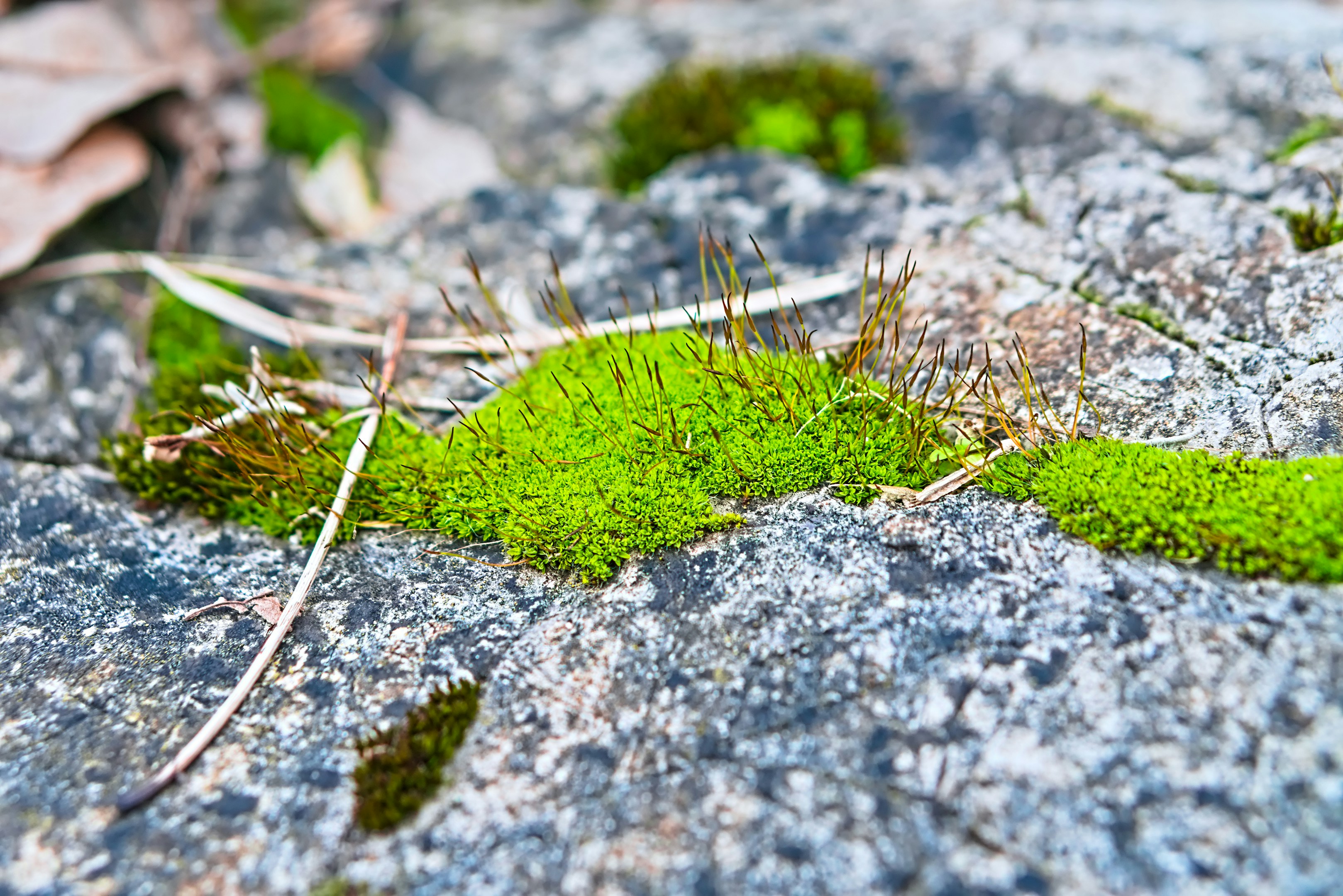 Moss growing through rock.