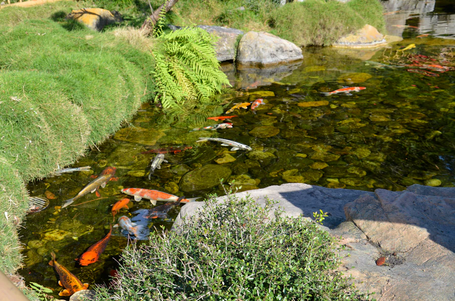 Estanque con peces junto a una ladera verde