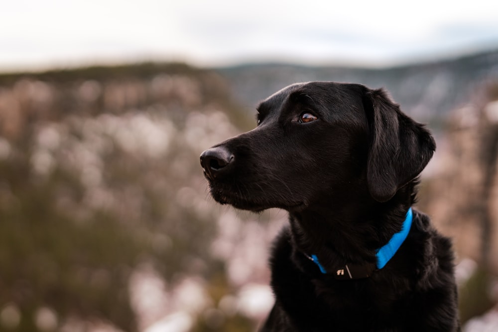 a black dog with a blue collar looking off into the distance