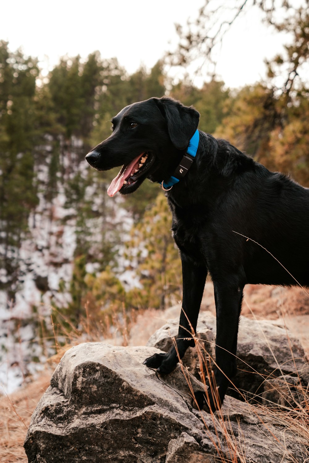 a black dog standing on top of a large rock