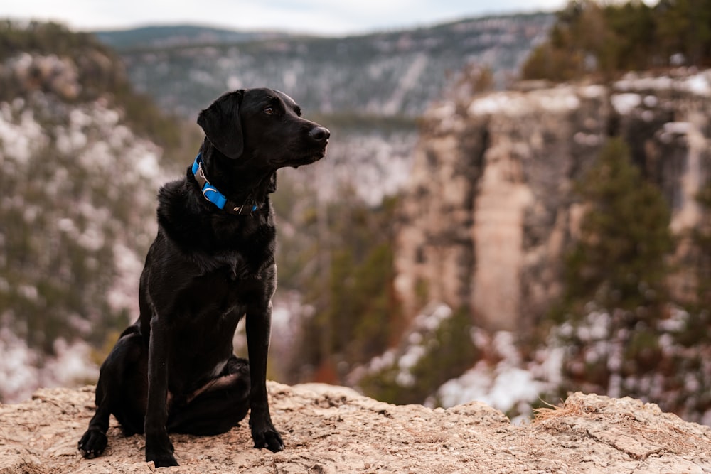 a black dog sitting on top of a mountain