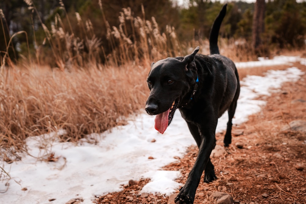 a black dog with its mouth open walking on a path