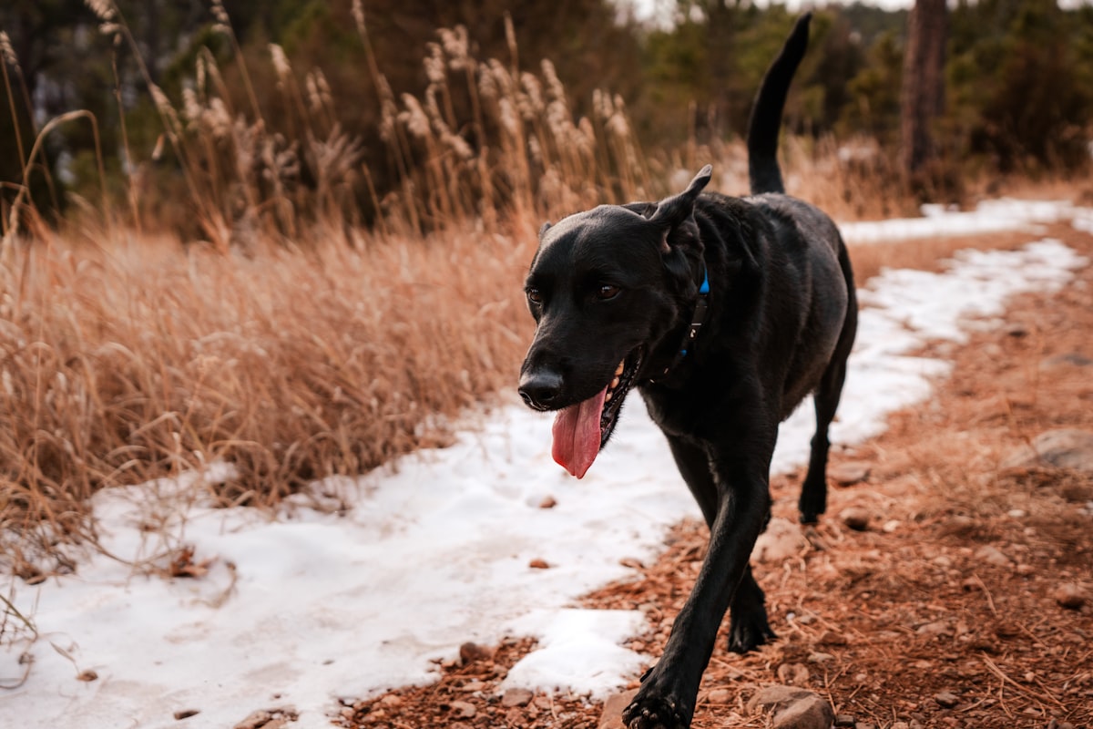 A black dog walking calmly on a trail path