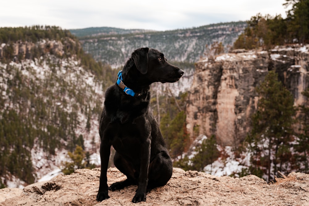 a black dog sitting on top of a mountain