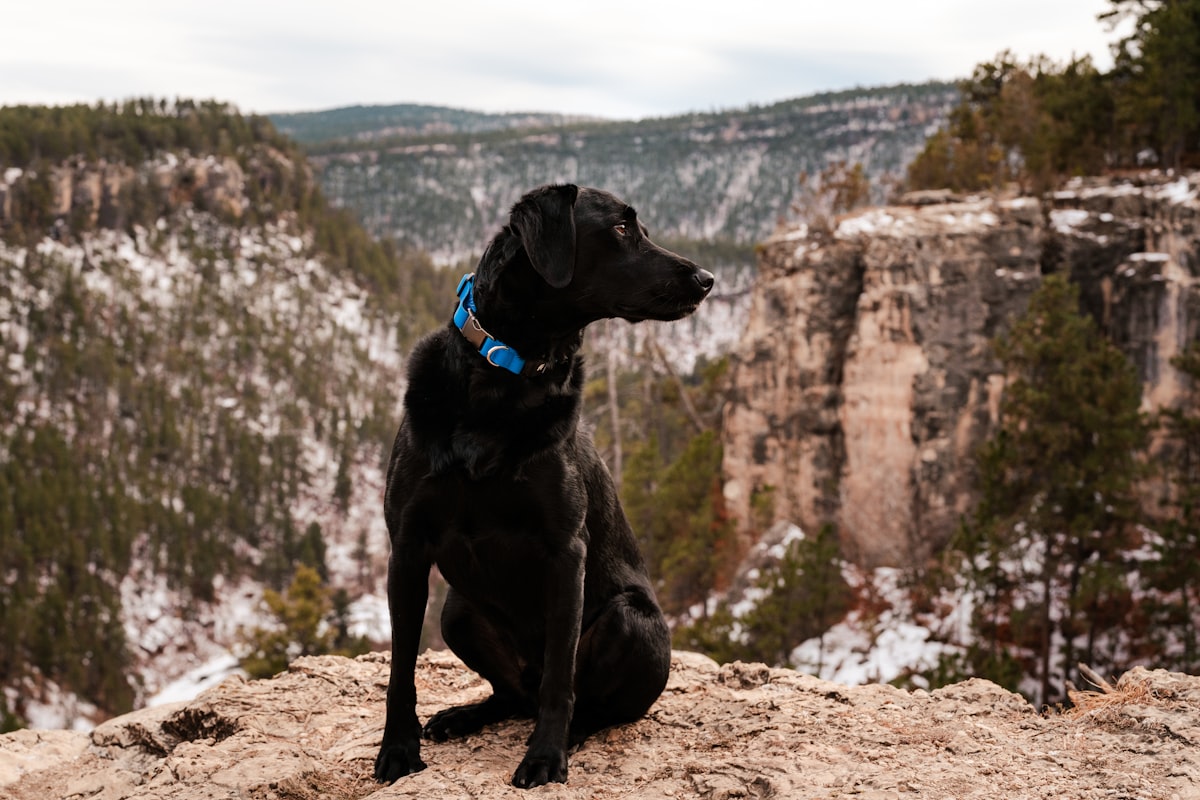 A black dog sitting peacefully on a mountaintop after a hike