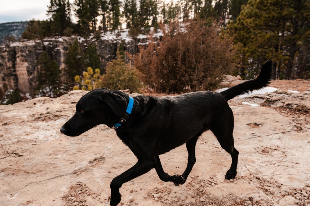 a black dog with a blue collar running on a mountain