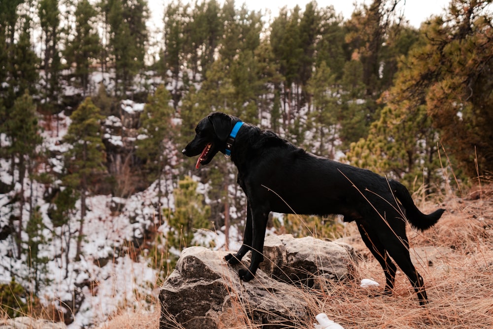 a black dog with a blue collar standing on a rock