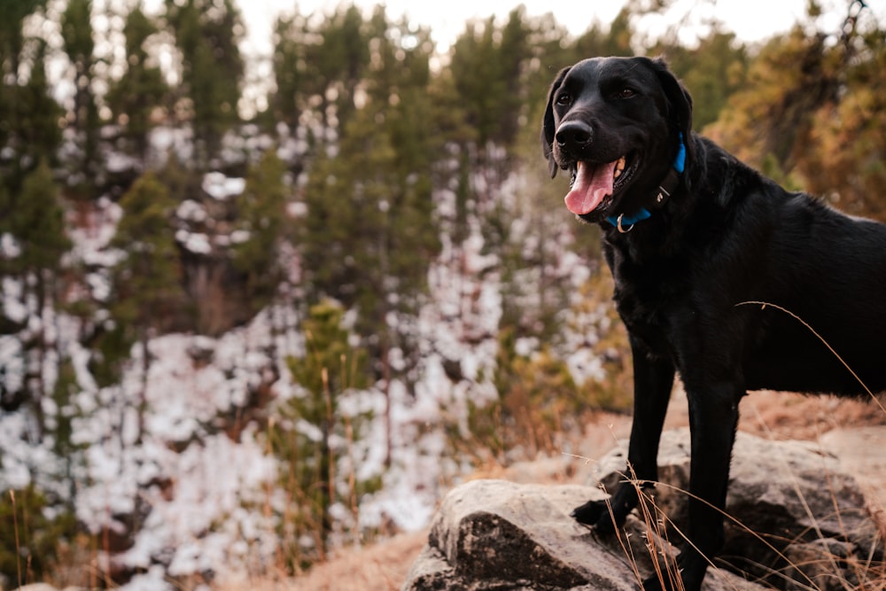 a large black dog standing on top of a rock