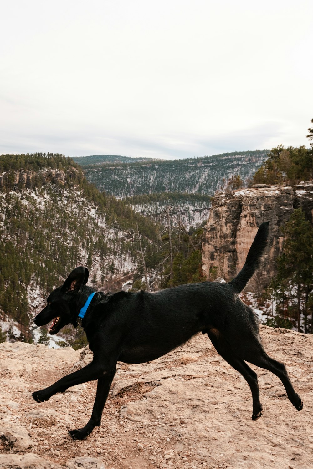 a black dog with a blue collar running on a mountain