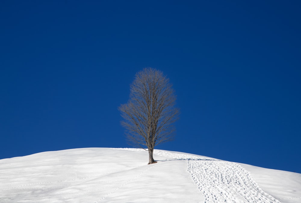 a lone tree on top of a snow covered hill