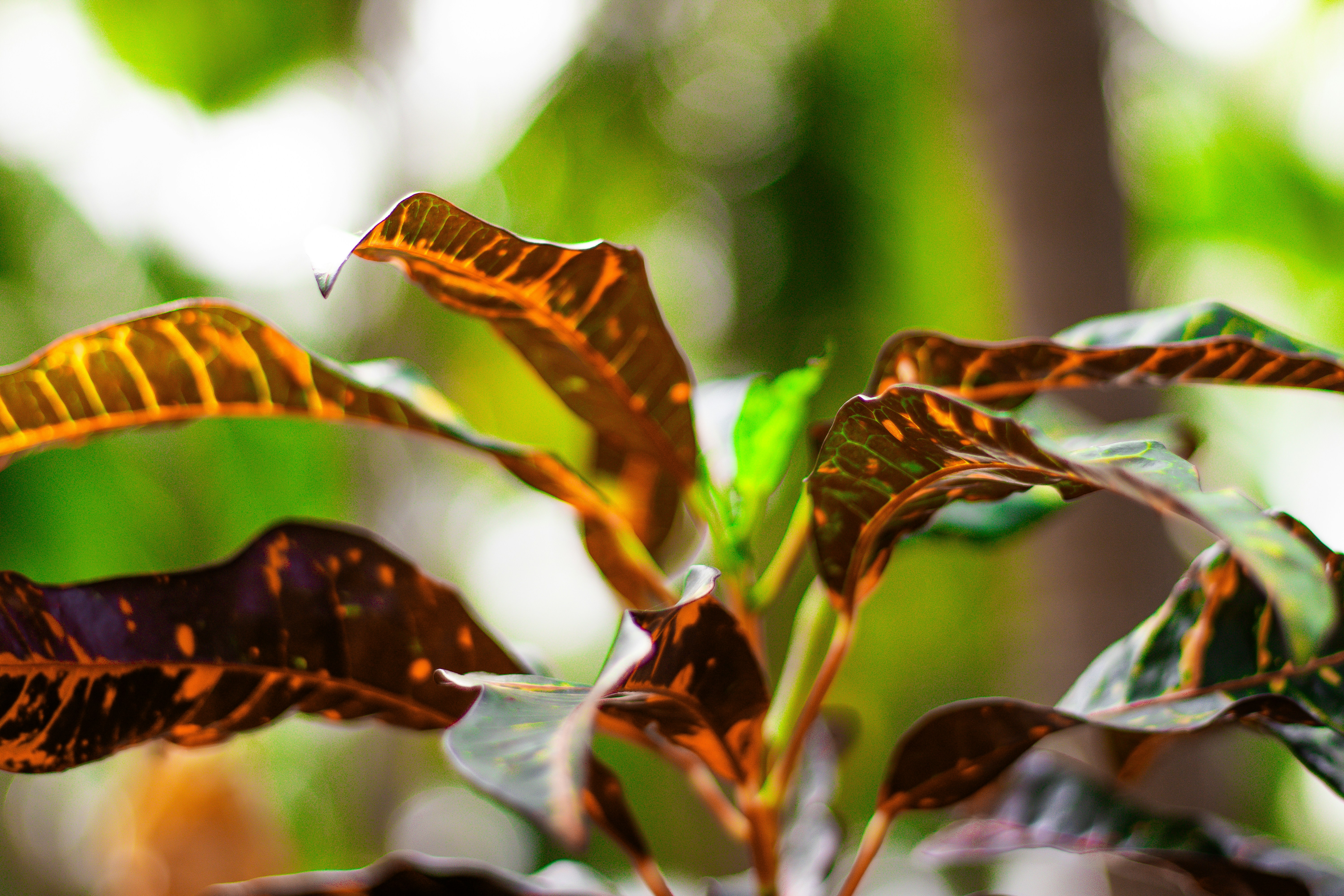 um close up de uma planta com folhas