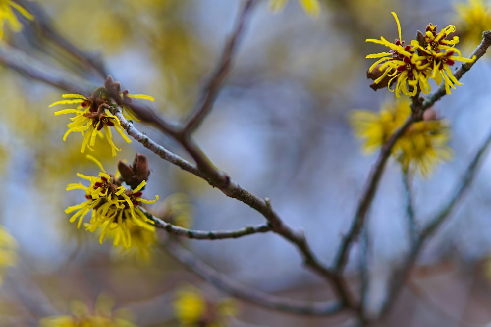 a close up of a tree with yellow flowers