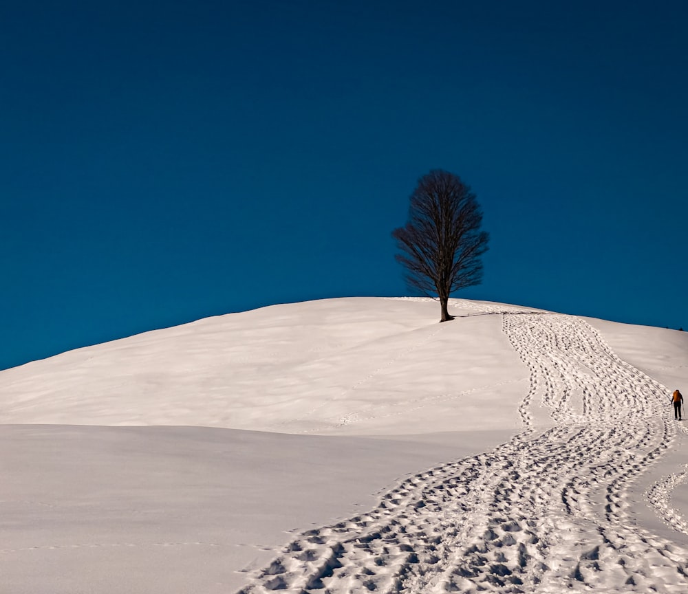 a lone tree on top of a snow covered hill