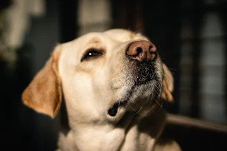 a close up of a yellow lab's face and nose