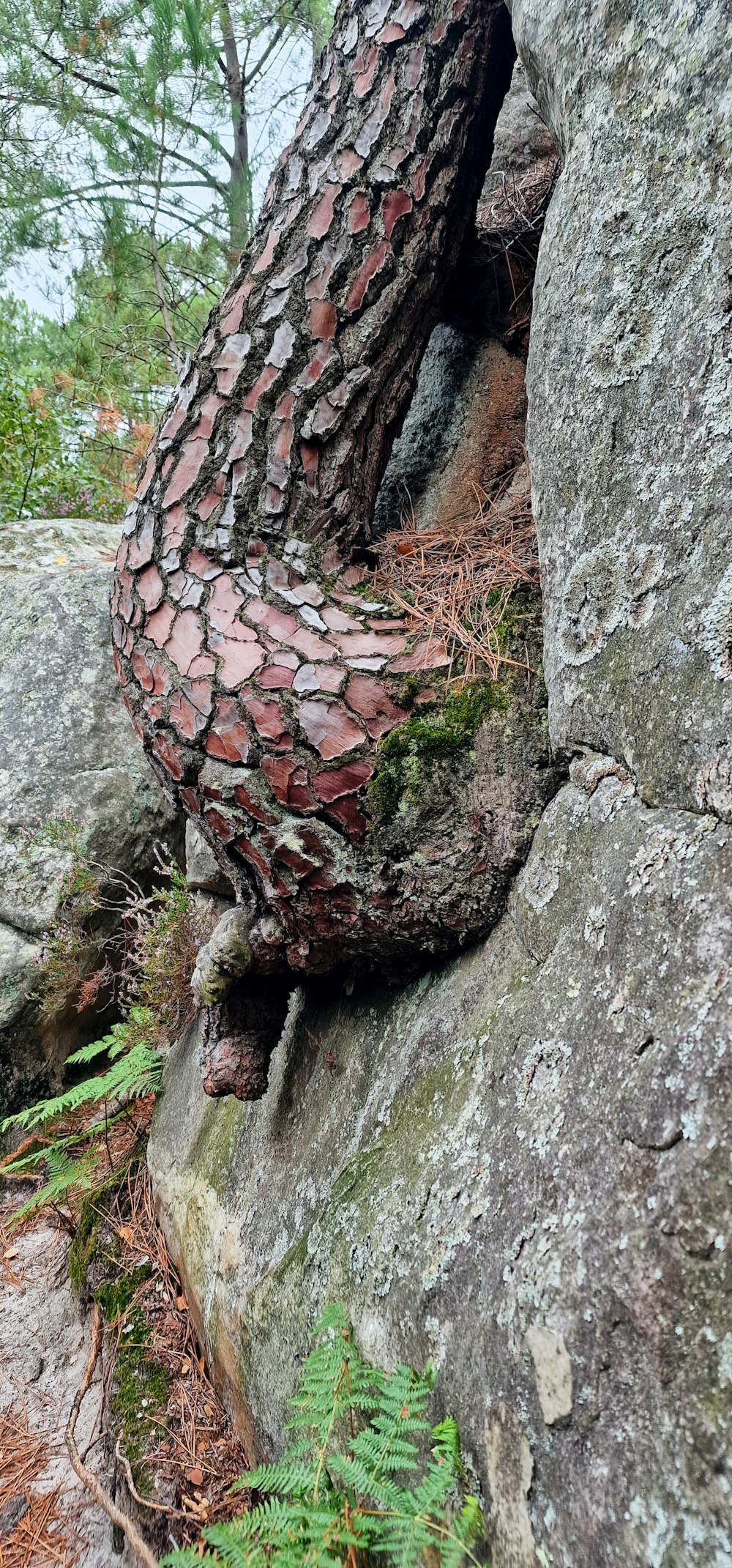 a tree that is growing out of the side of a rock
