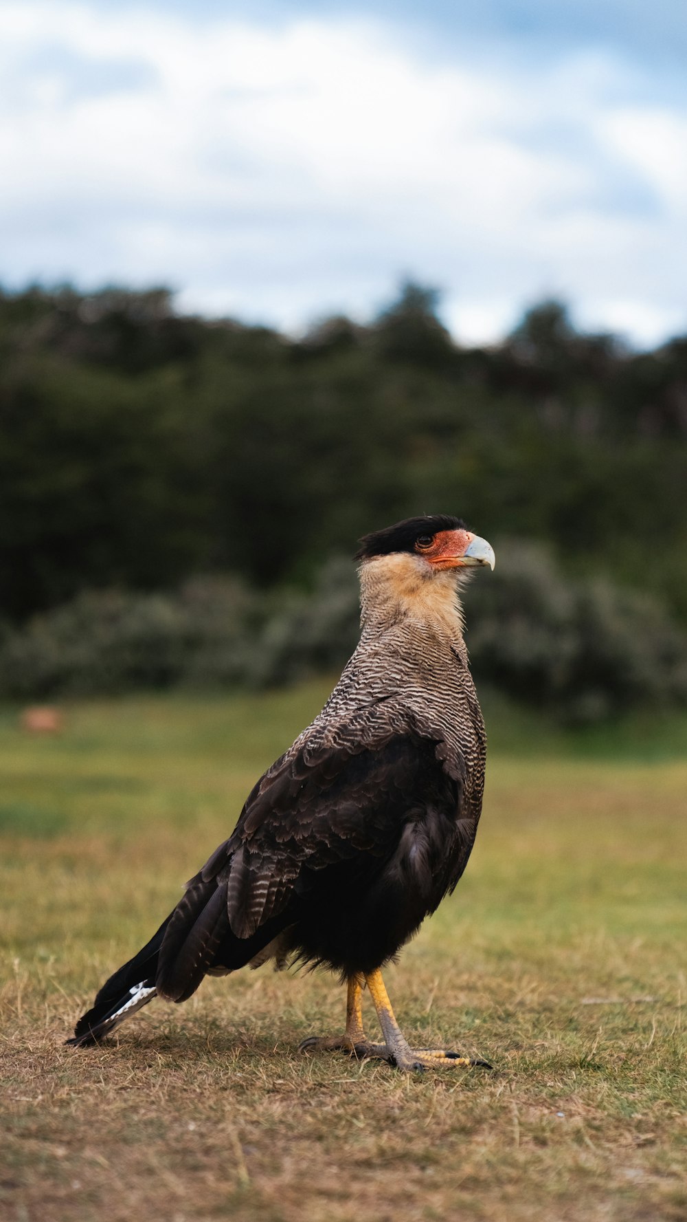 a large bird standing on top of a grass covered field