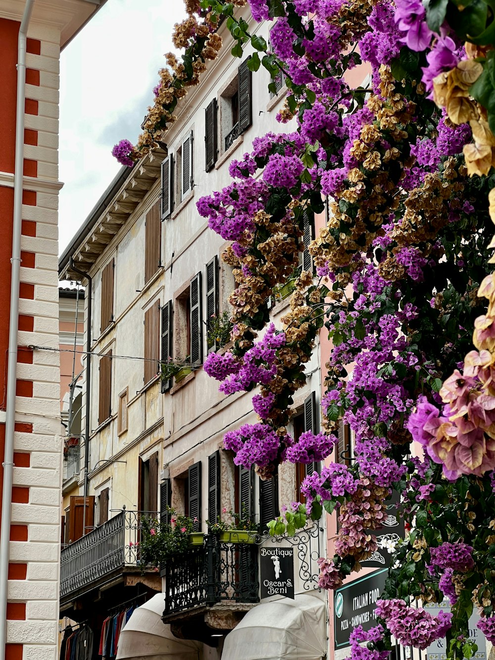 purple flowers are growing on the side of a building