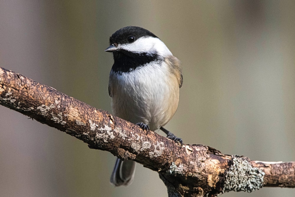 a small black and white bird perched on a branch