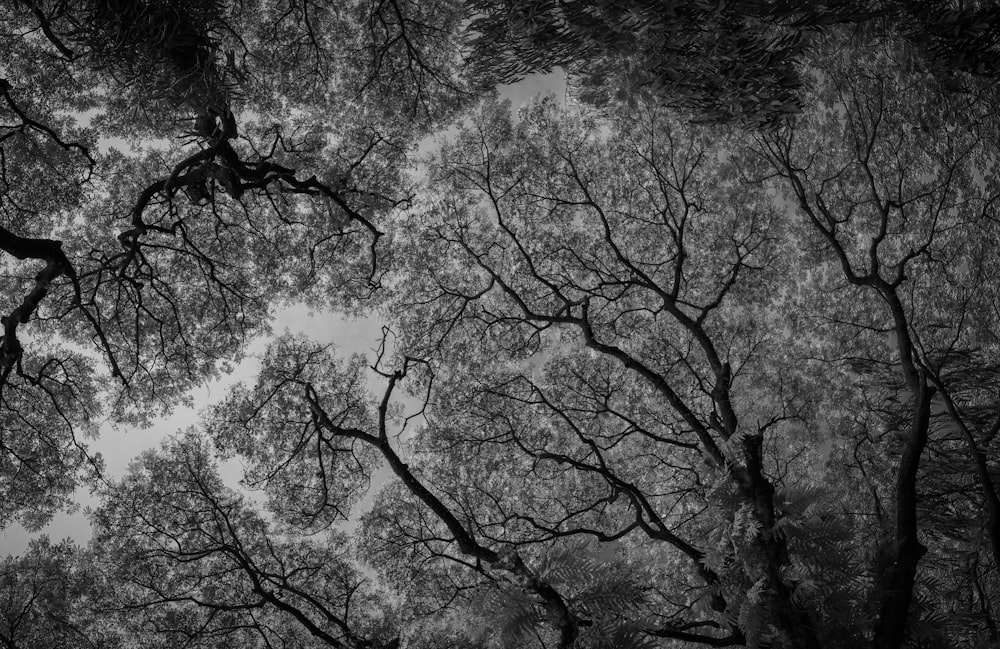 a black and white photo of trees looking up at the sky