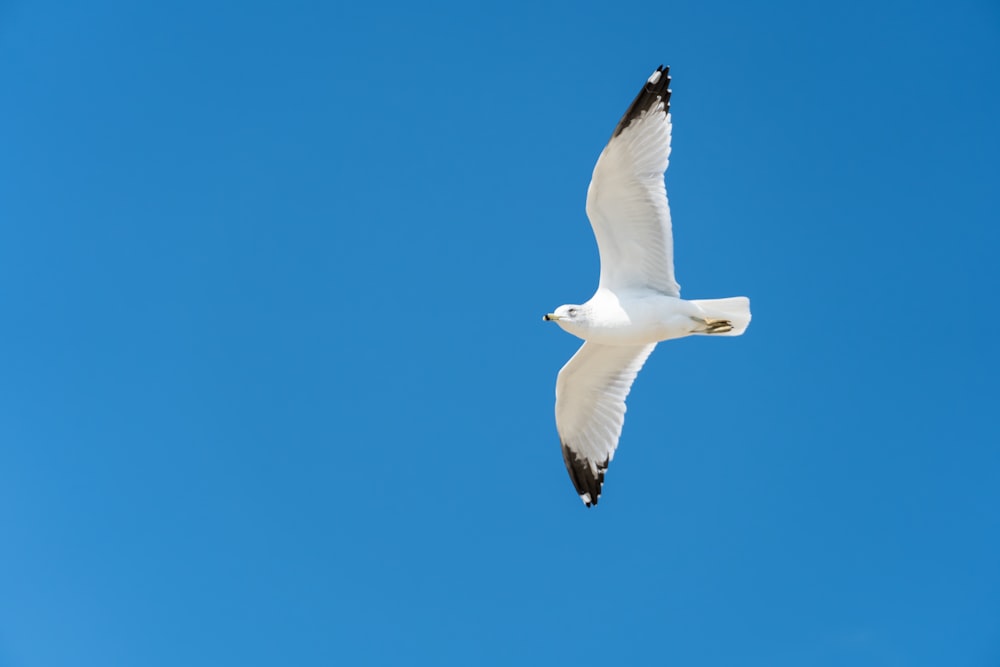 ein weißer Vogel, der durch einen blauen Himmel fliegt
