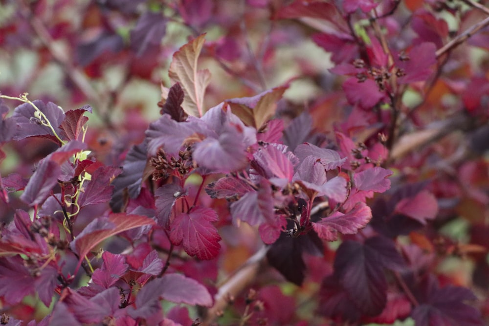 a close up of a tree with purple leaves