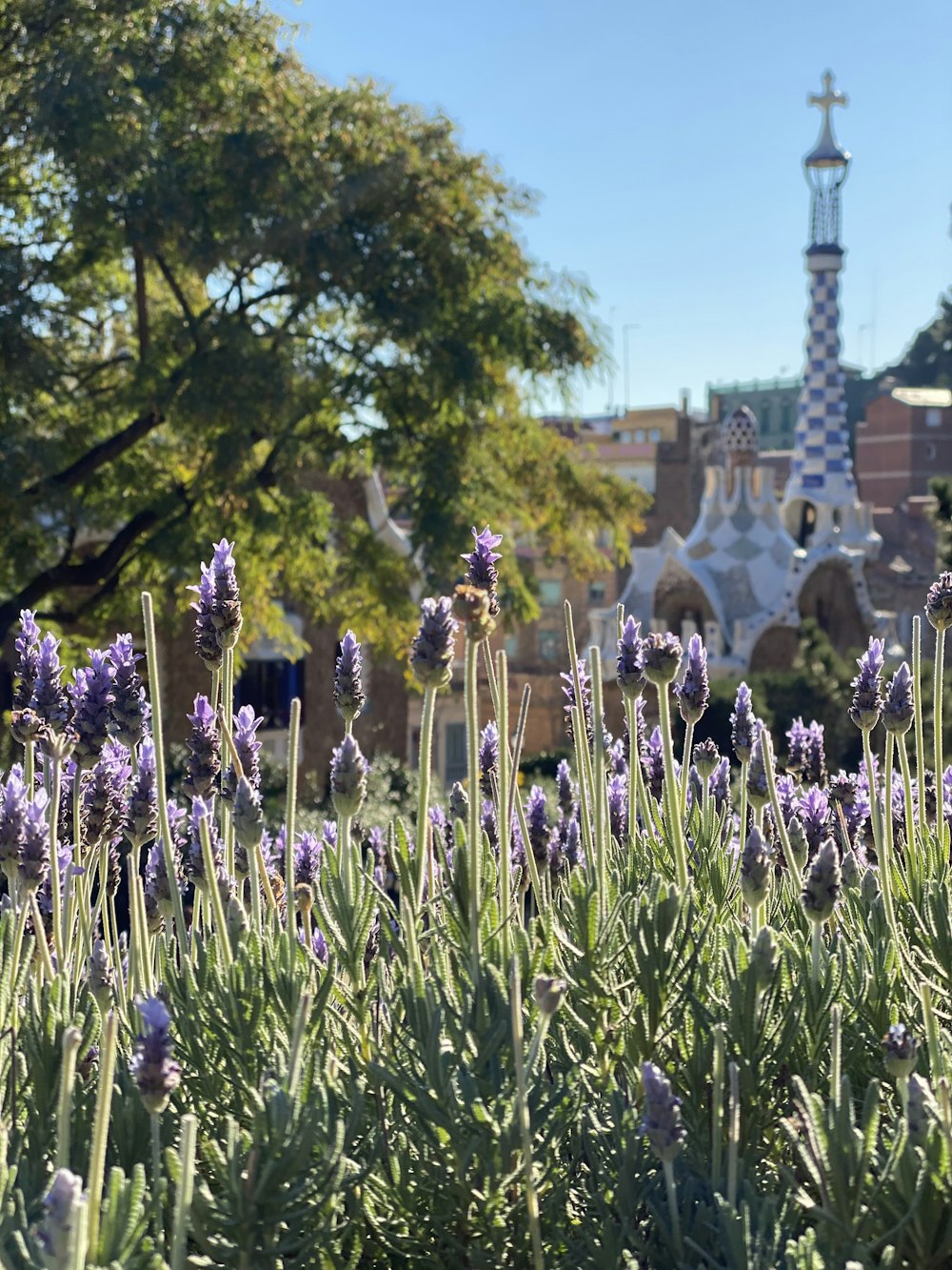 a field of purple flowers in front of a building