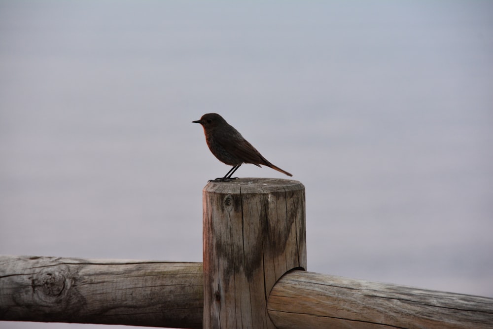 a small bird sitting on top of a wooden post