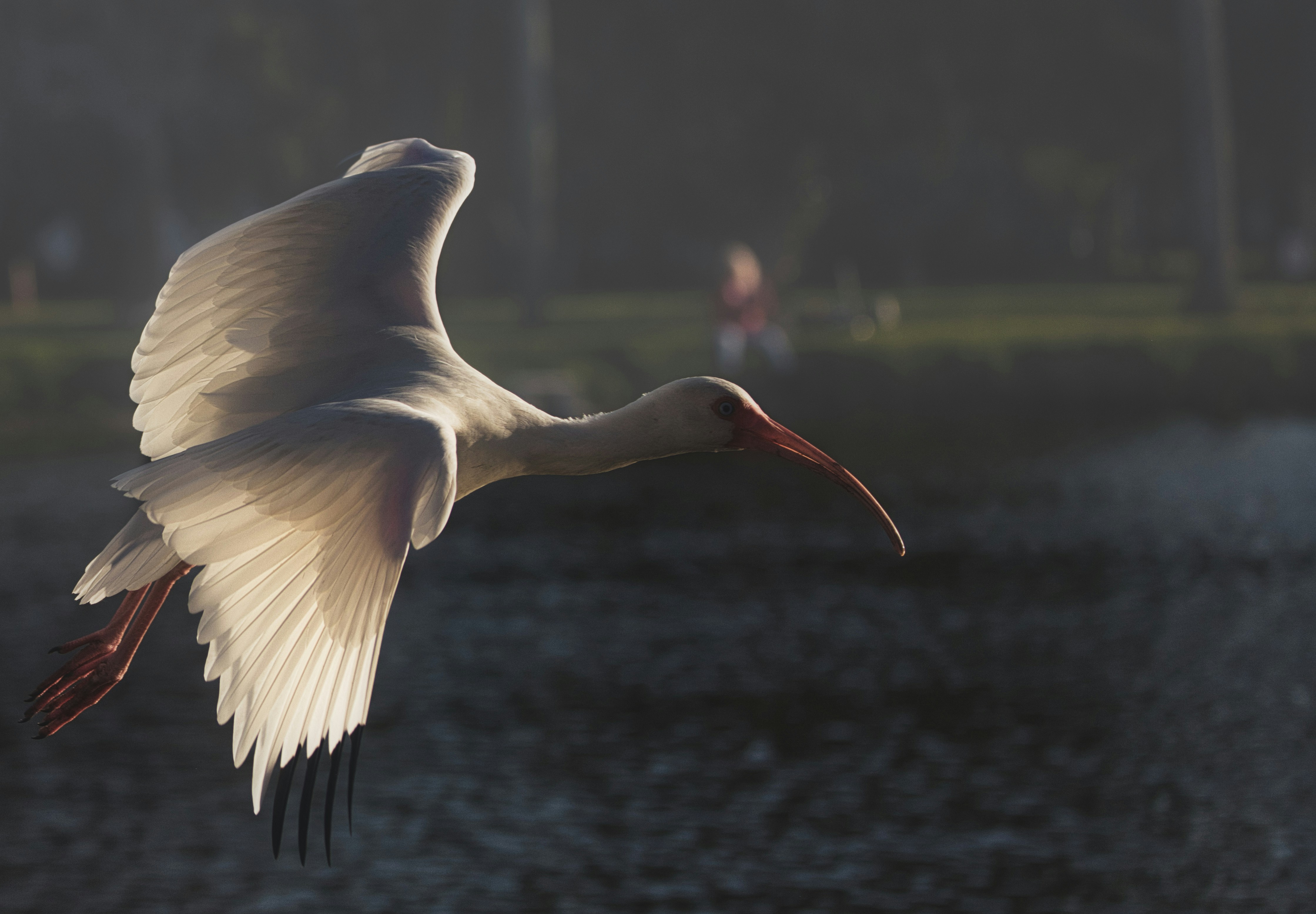 Photo by thephotochad