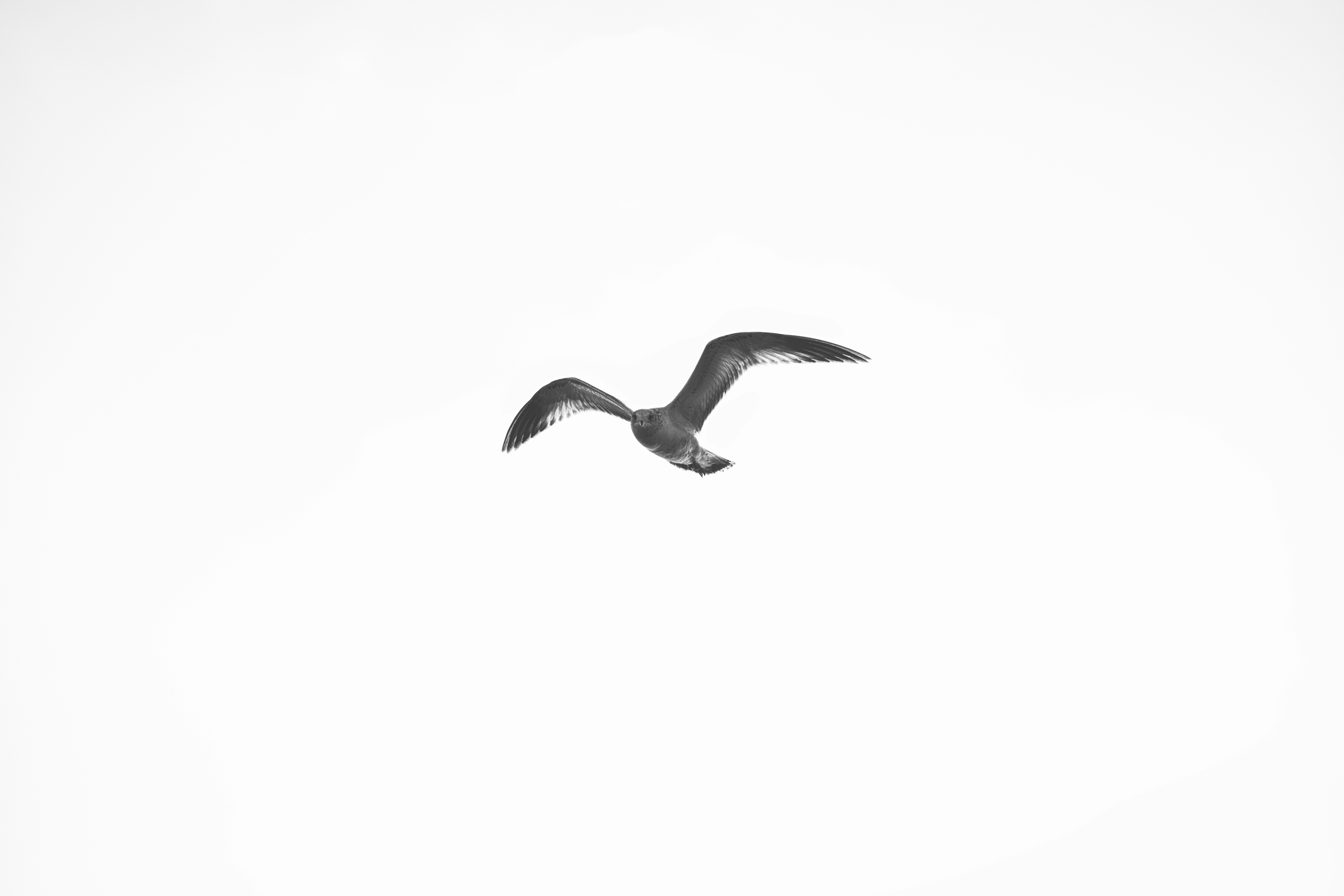 Photo by thephotochad